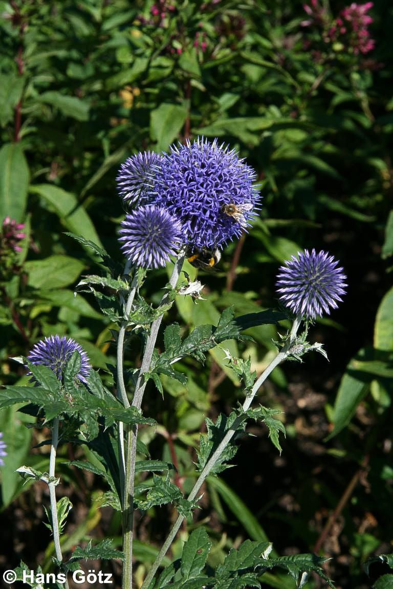 Veitchs-Kugeldistel 'Veitch's Blue' (Echinops ritro)