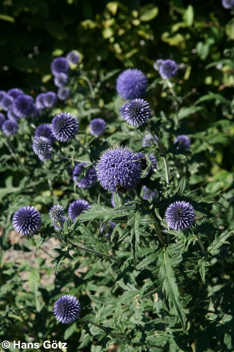 Veitchs-Kugeldistel 'Veitch's Blue' (Echinops ritro)