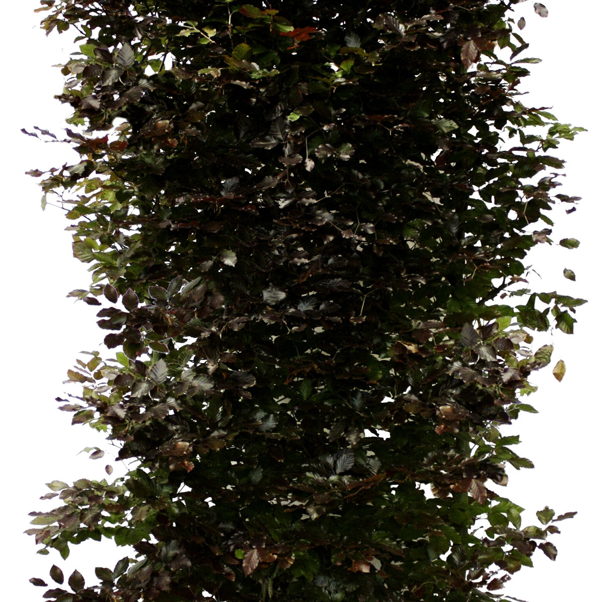 Veredelte Blut-Buche 'Atropunicea' (Fagus sylvatica)