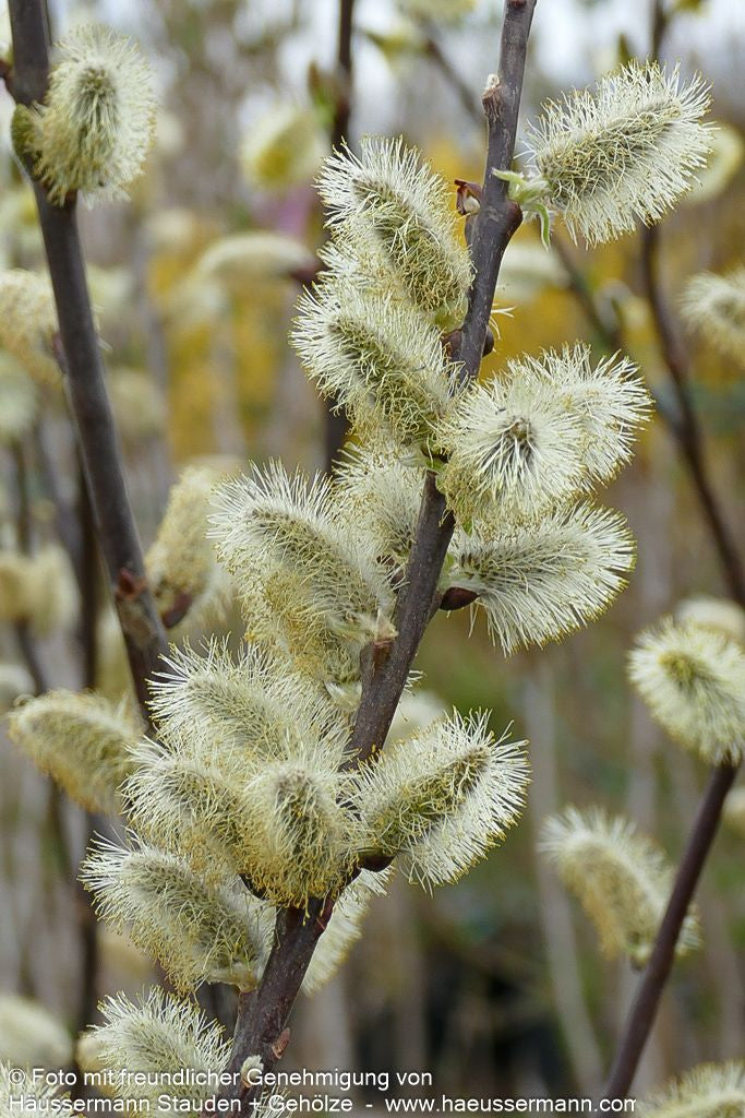 Veredelte Sal-Weide 'Mas' (Salix caprea)