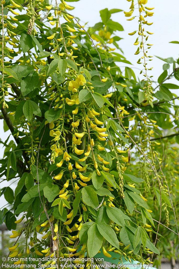Veredelter Goldregen 'Vossii' (Laburnum watereri)