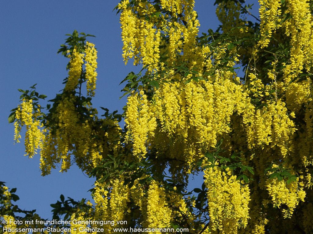 Veredelter Goldregen 'Vossii' (Laburnum watereri)