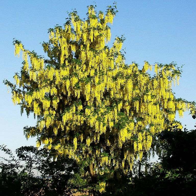 Veredelter Goldregen 'Vossii' (Laburnum watereri)