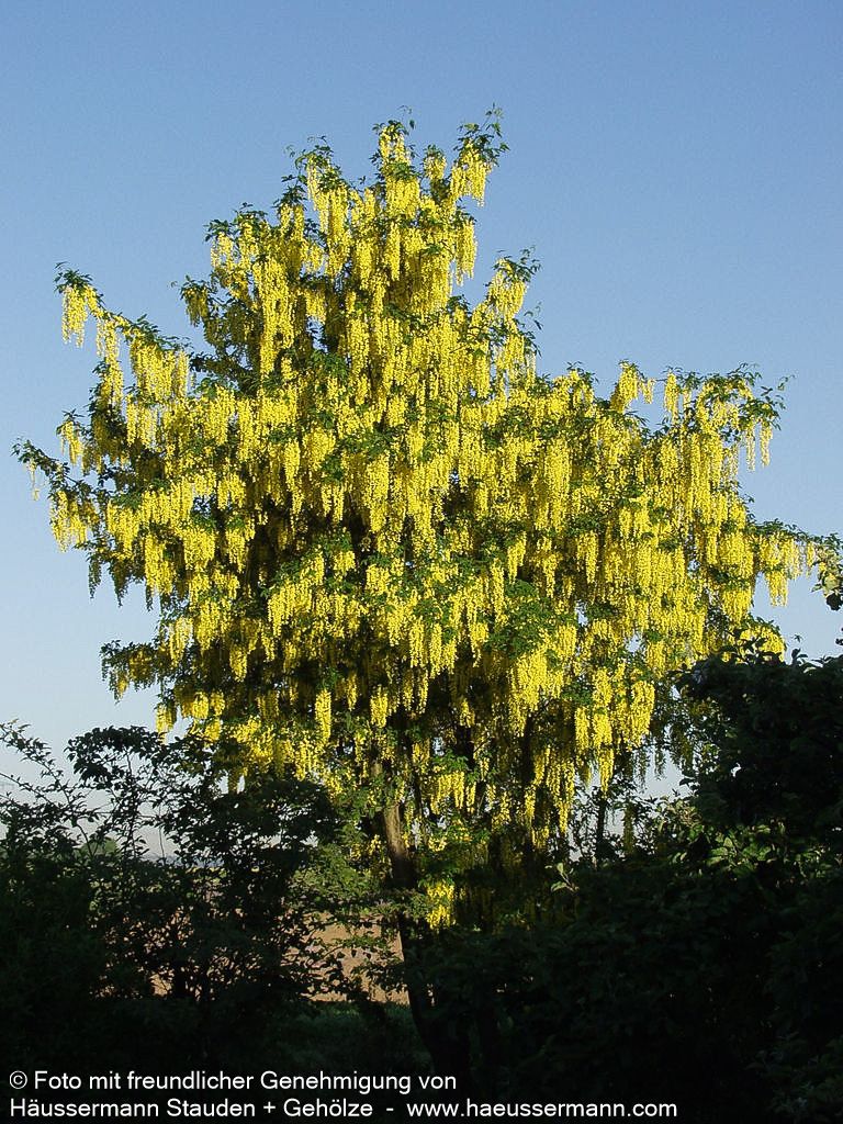 Veredelter Goldregen 'Vossii' (Laburnum watereri)