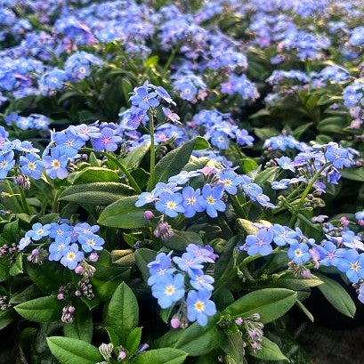 Vergissmeinnicht 'Myomark' (Myosotis sylvatica)