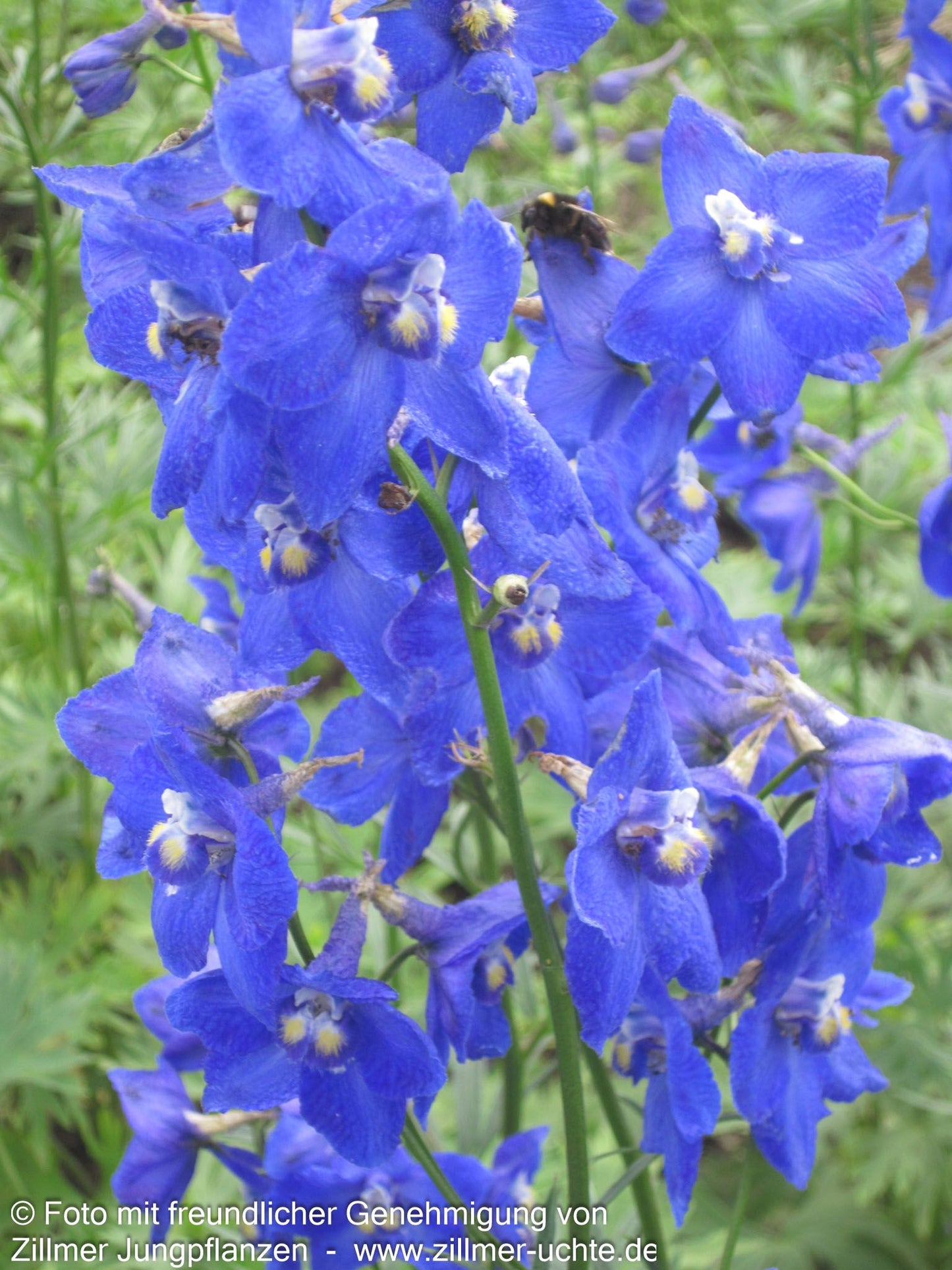 Verzweigter Rittersporn 'Atlantis' (Delphinium x bellad.)