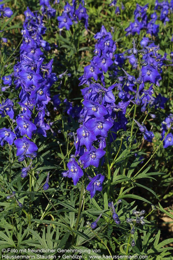Verzweigter Rittersporn 'Atlantis' (Delphinium x bellad.)