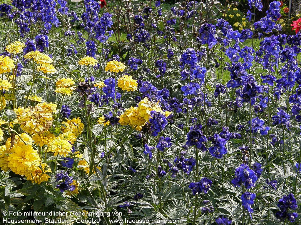 Verzweigter Rittersporn 'Atlantis' (Delphinium x bellad.)