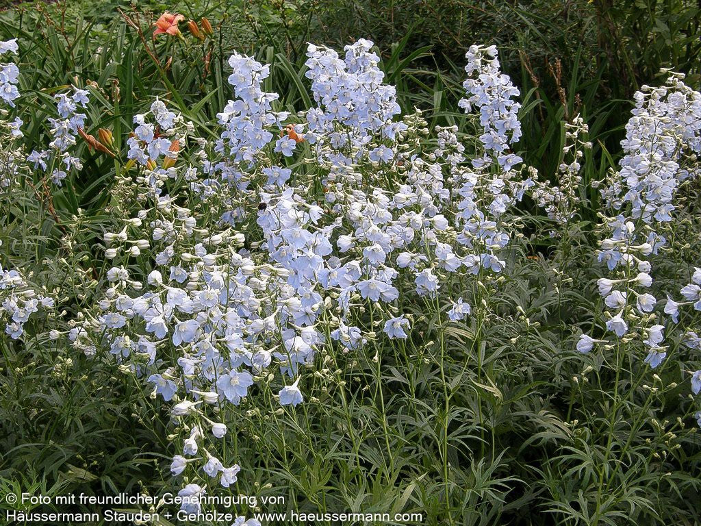 Verzweigter Rittersporn 'Ballkleid' (Delphinium x bellad.)