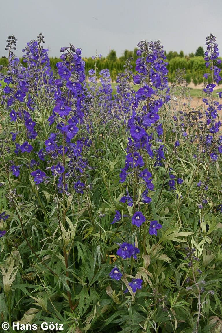 Verzweigter Rittersporn 'Kleine Nachtmusik' (Delphinium x bellad.)