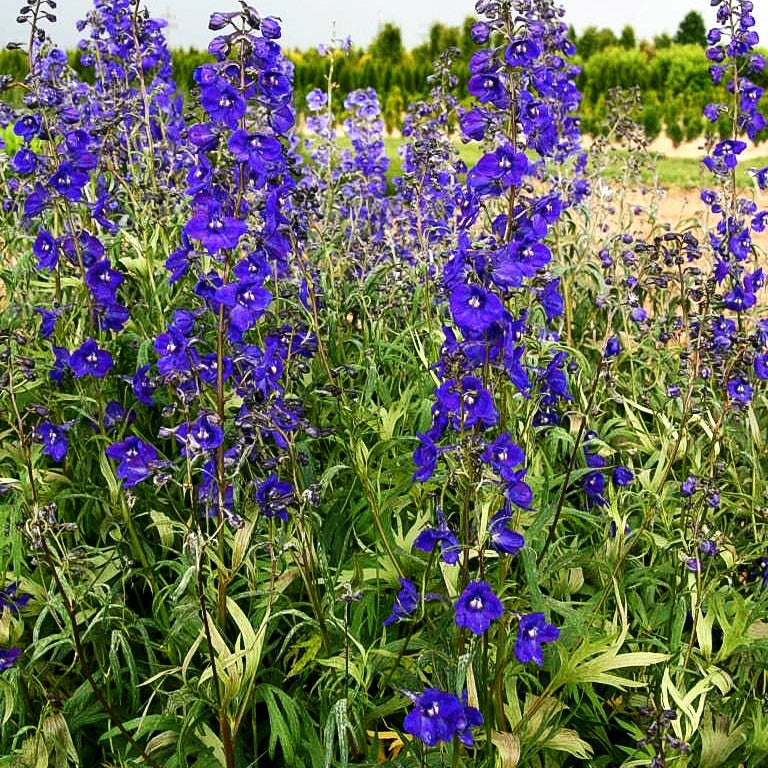 Verzweigter Rittersporn 'Kleine Nachtmusik' (Delphinium x bellad.)
