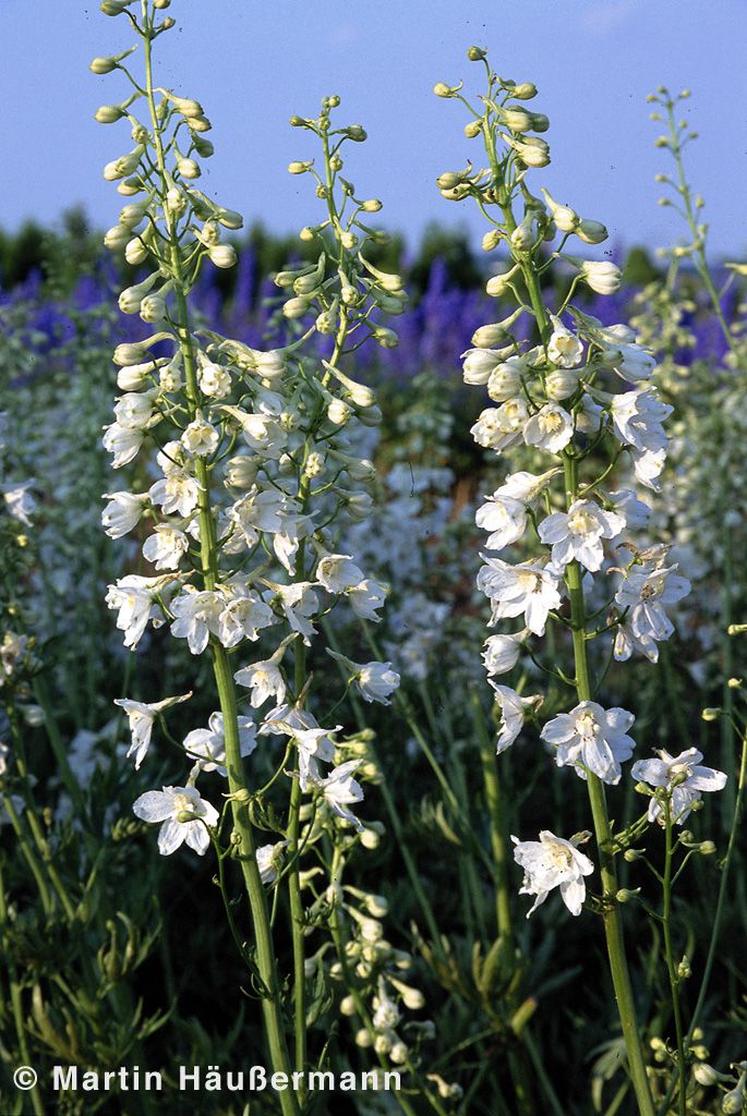 Verzweigter Rittersporn 'Moerheimii' (Delphinium x bellad.)