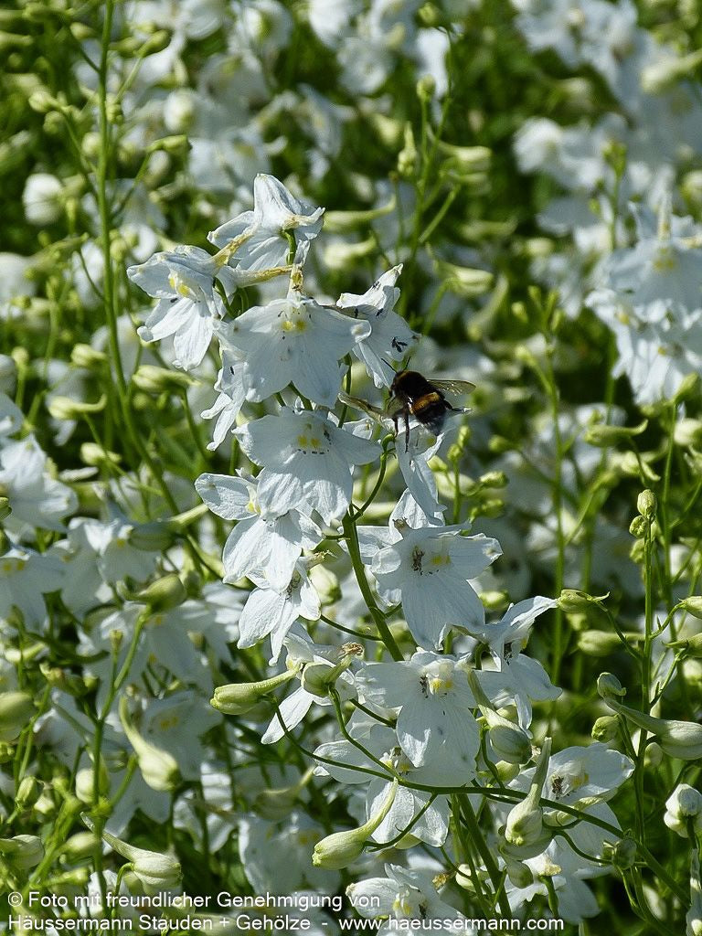 Verzweigter Rittersporn 'Moerheimii' (Delphinium x bellad.)