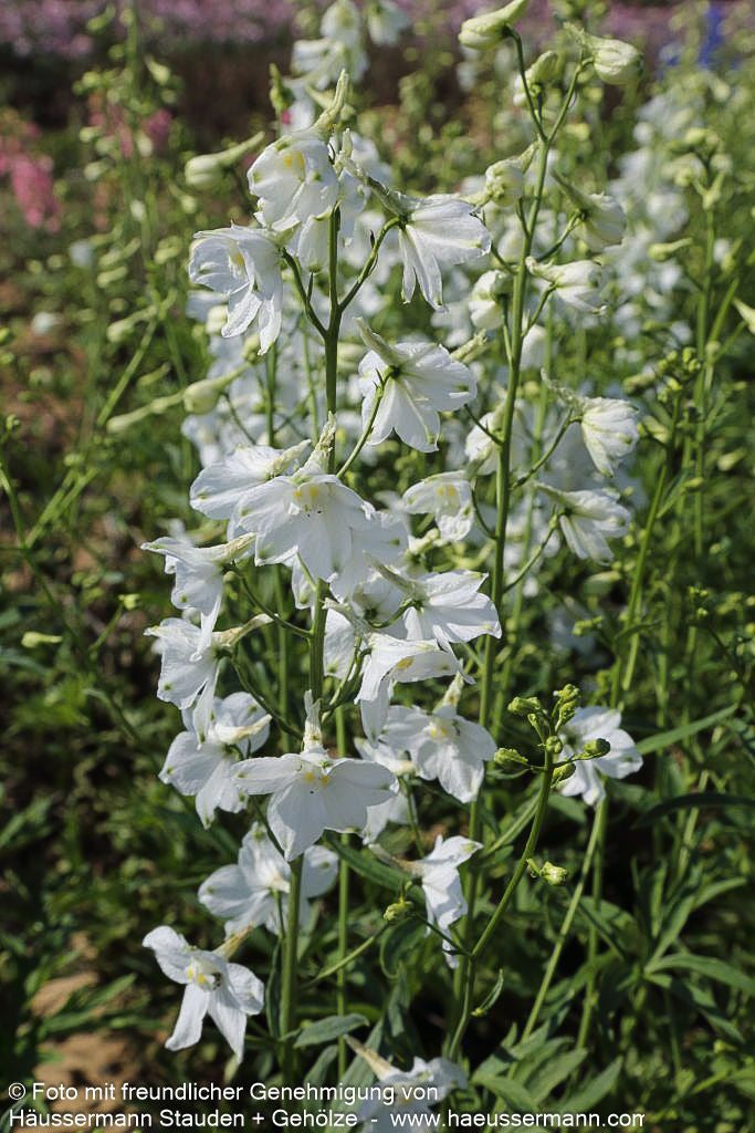 Verzweigter Rittersporn 'Moerheimii' (Delphinium x bellad.)