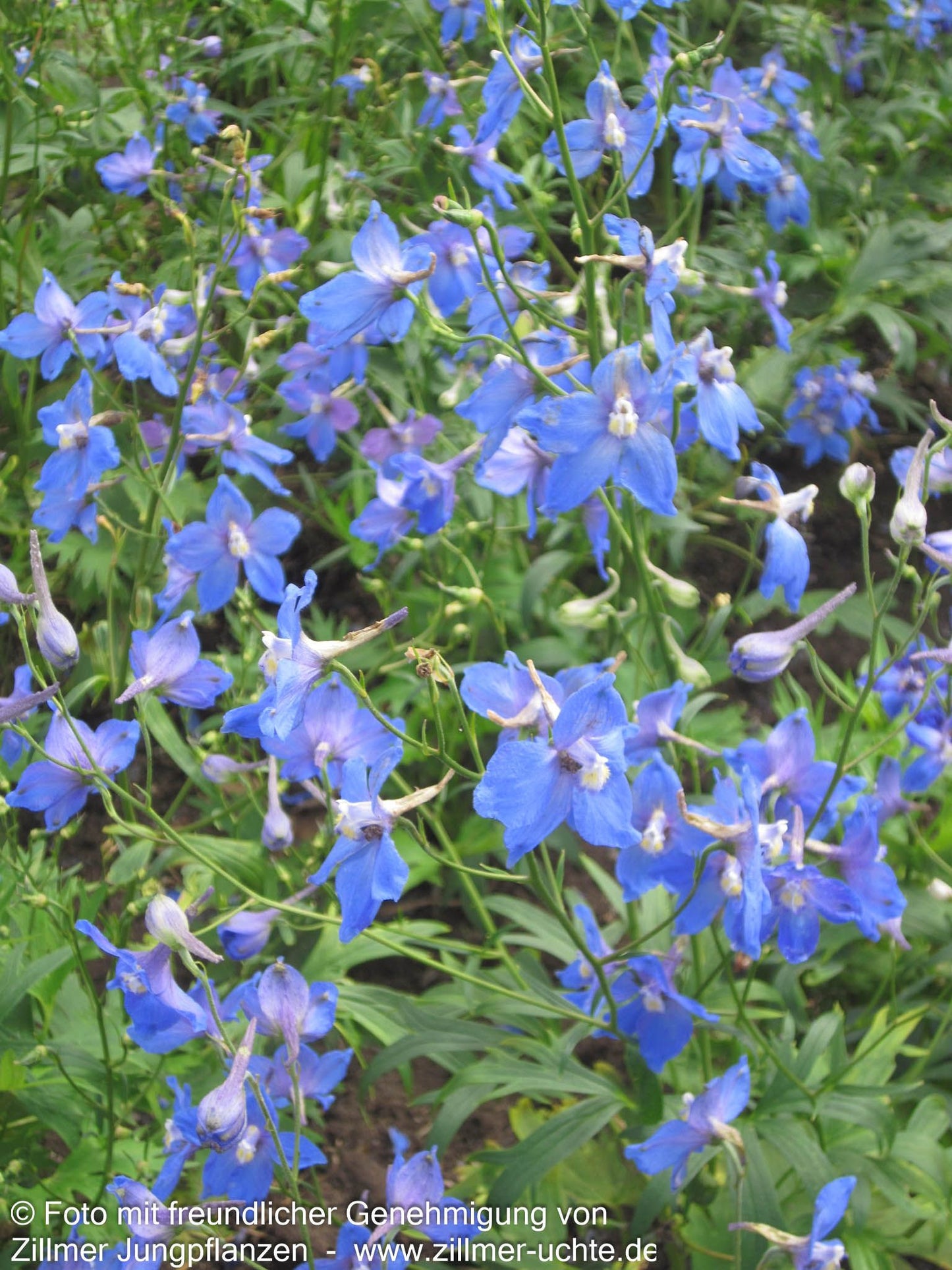 Verzweigter Rittersporn 'Piccolo' (Delphinium x bellad.)