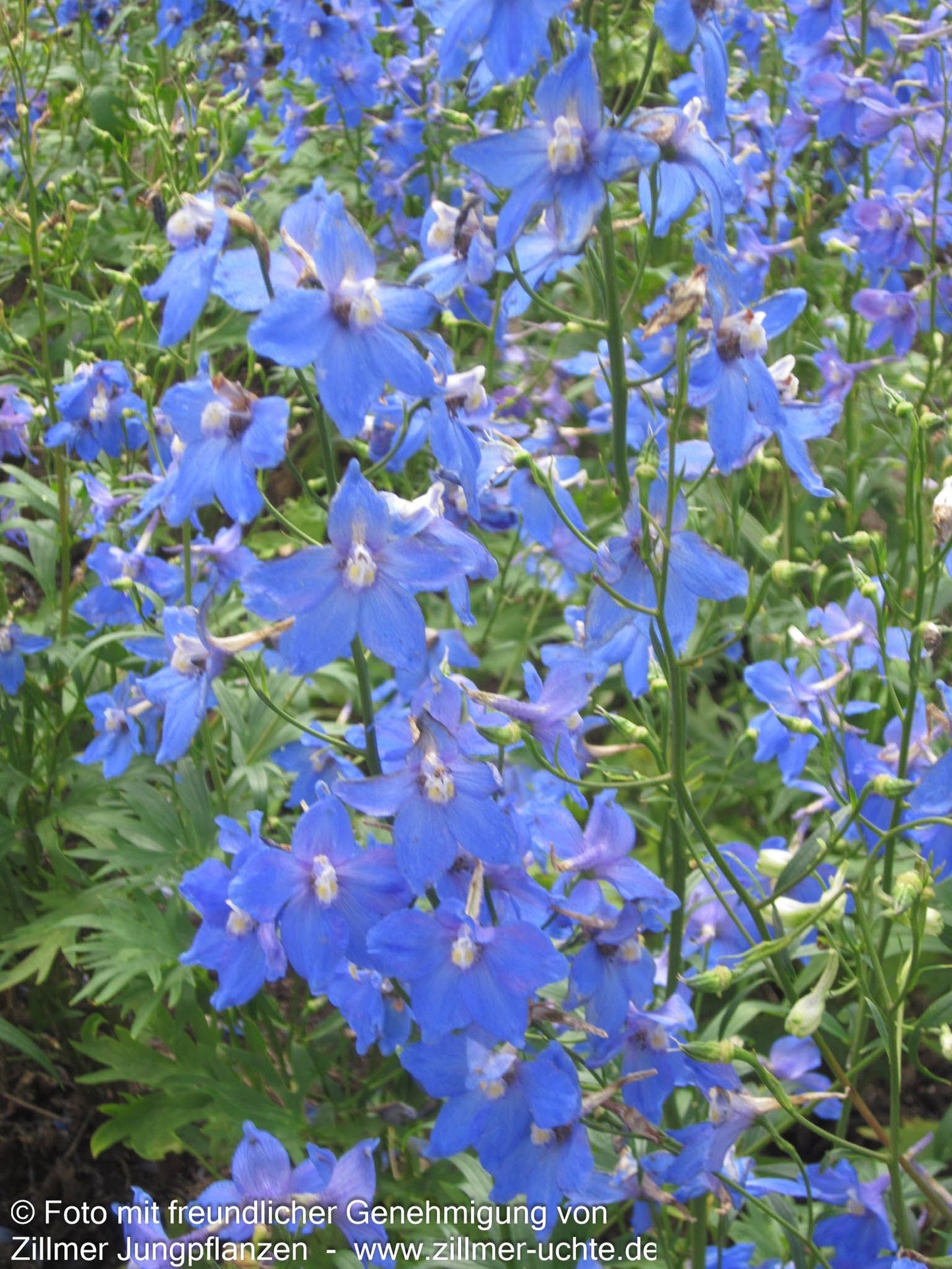 Verzweigter Rittersporn 'Piccolo' (Delphinium x bellad.)