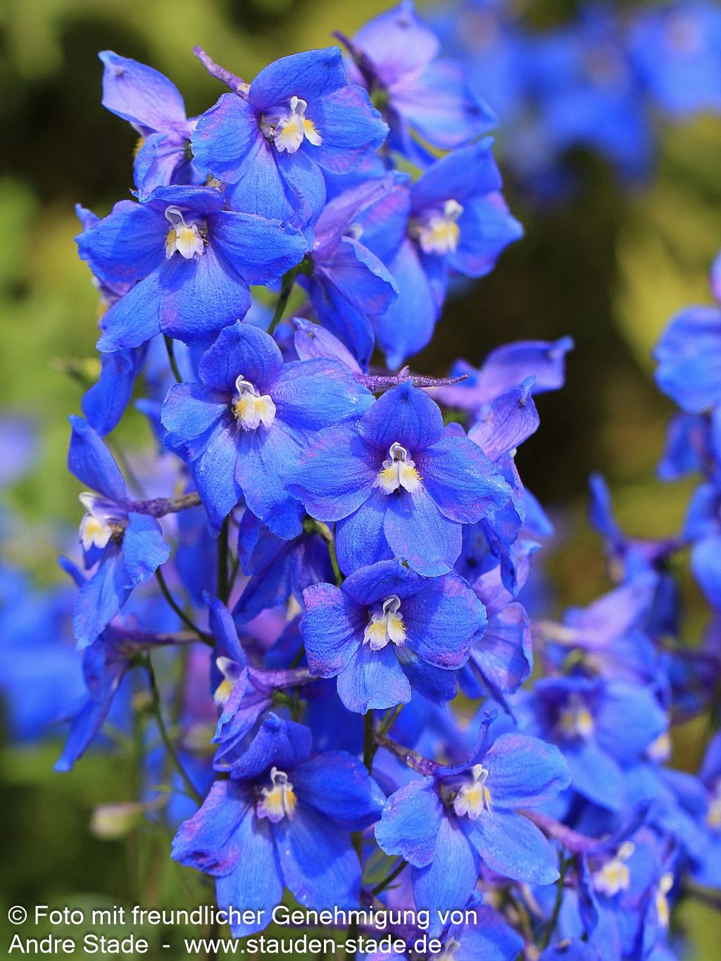 Verzweigter Rittersporn 'Piccolo' (Delphinium x bellad.)