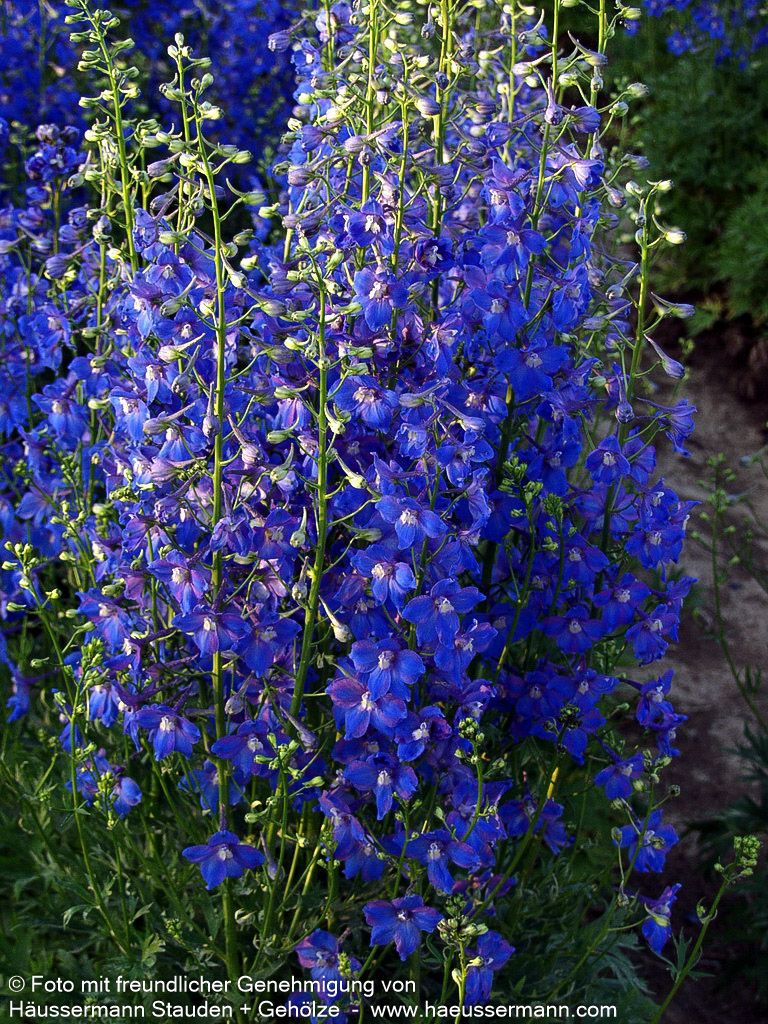 Verzweigter Rittersporn 'Piccolo' (Delphinium x bellad.)