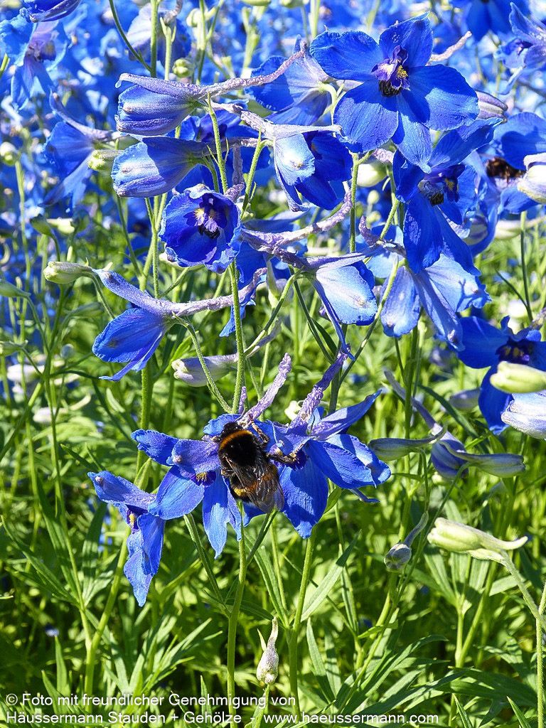 Verzweigter Rittersporn 'Völkerfrieden' (Delphinium x bellad.)