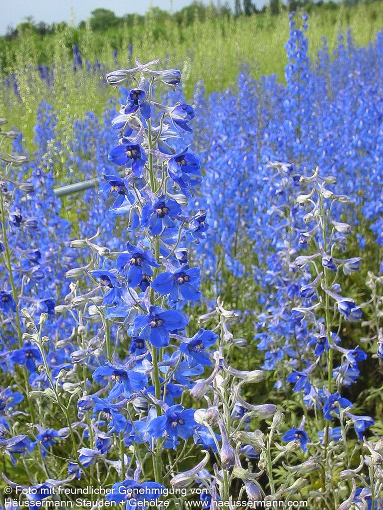 Verzweigter Rittersporn 'Völkerfrieden' (Delphinium x bellad.)