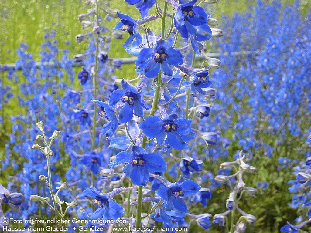 Verzweigter Rittersporn 'Völkerfrieden' (Delphinium x bellad.)