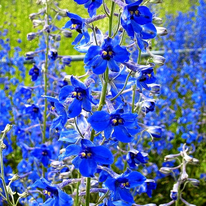 Verzweigter Rittersporn 'Völkerfrieden' (Delphinium x bellad.)