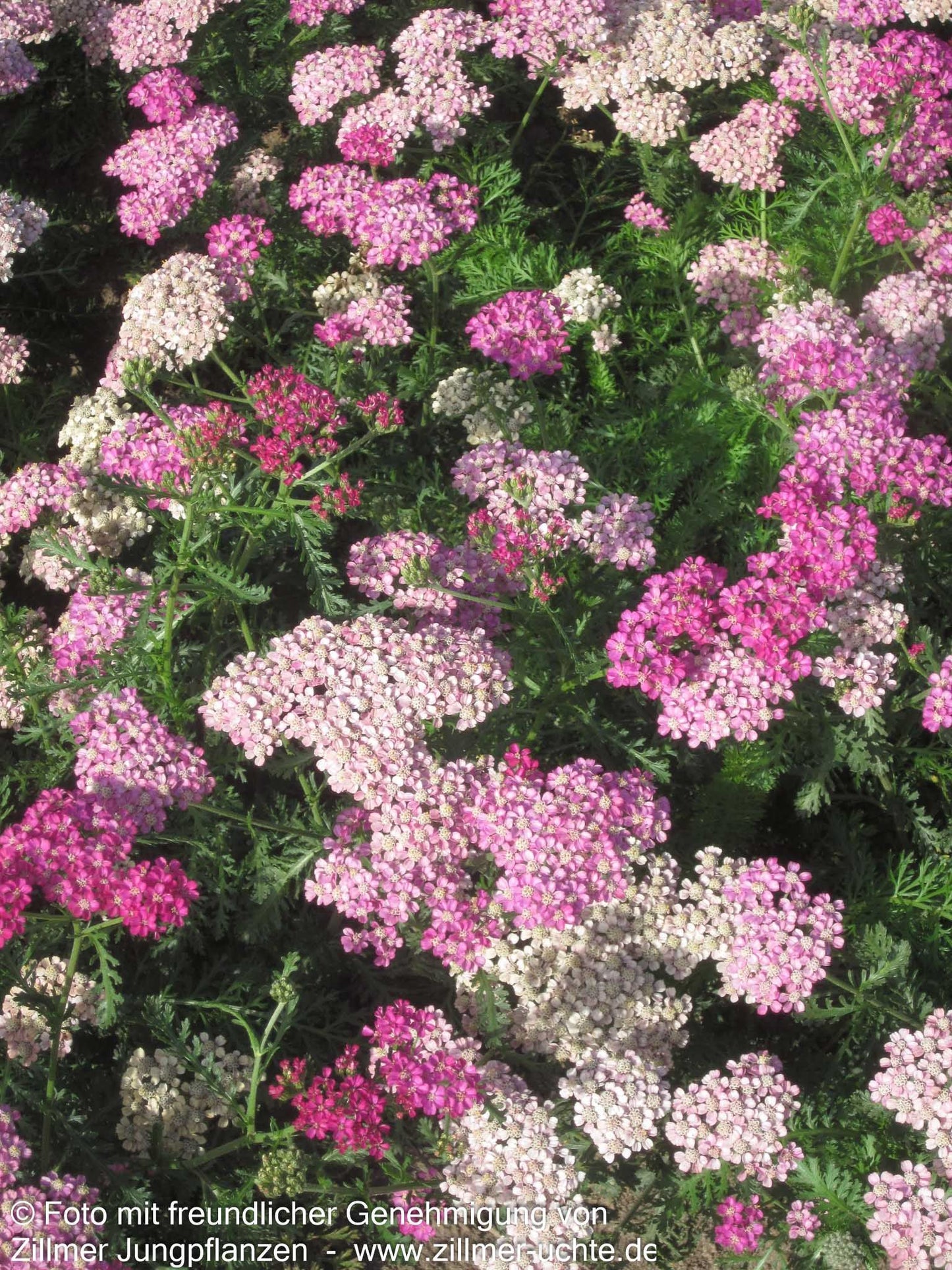 Vielblättrige Garbe 'Excel' (Achillea millefolium)