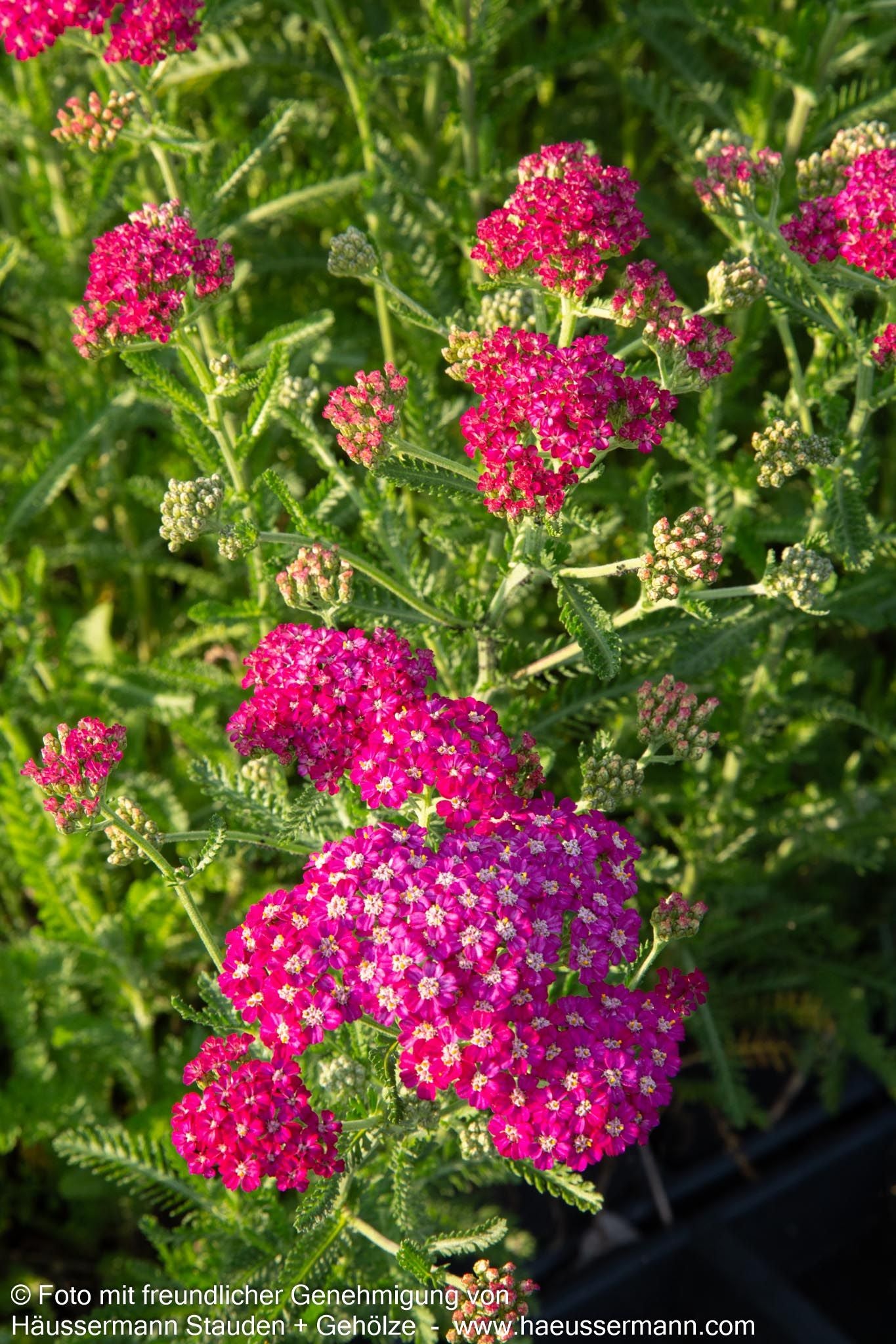Vielblättrige Garbe 'Excel' (Achillea millefolium)