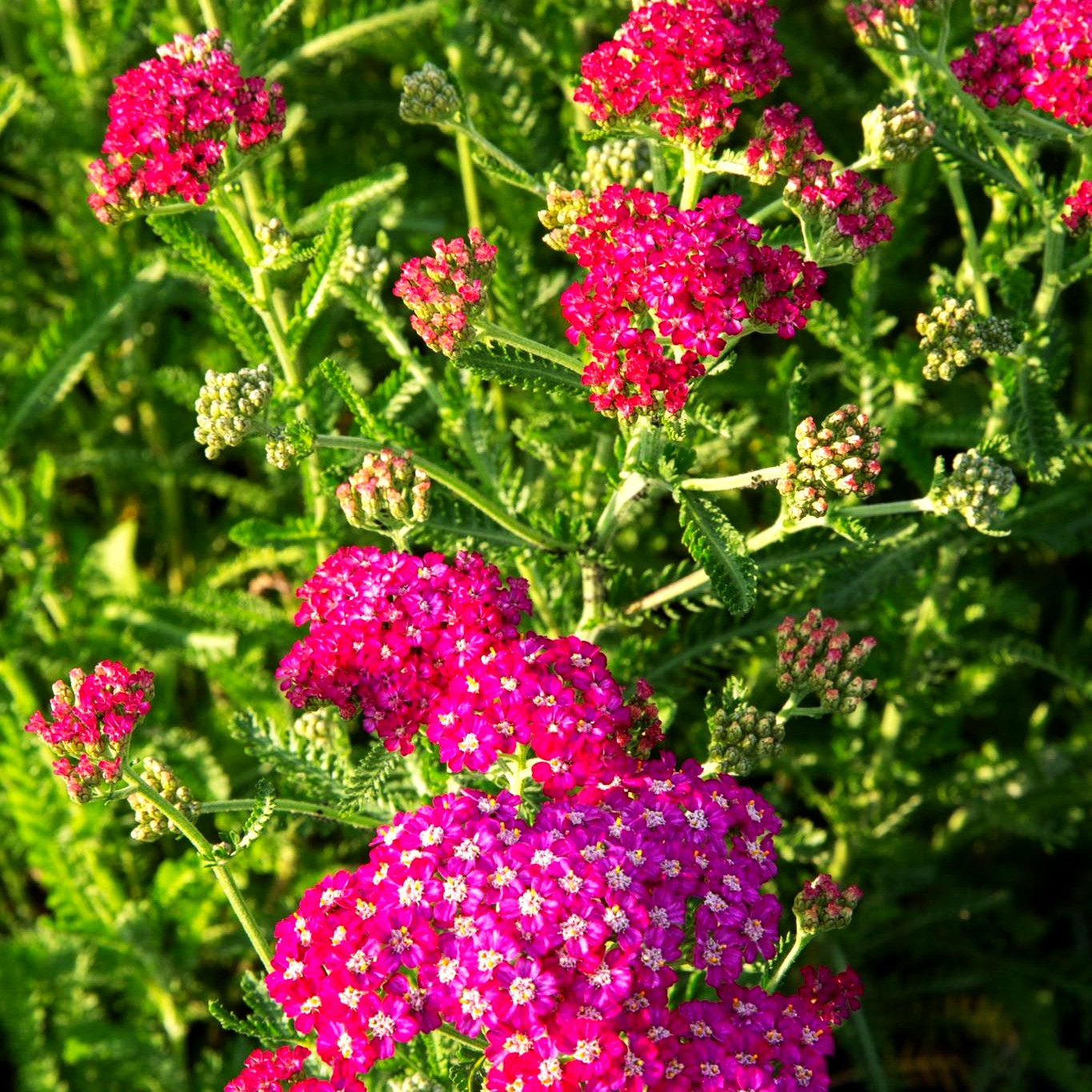 Vielblättrige Garbe 'Excel' (Achillea millefolium)