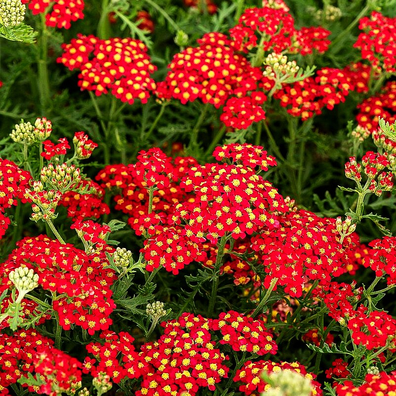 Vielblättrige Garbe 'Paprika' (Achillea millefolium)