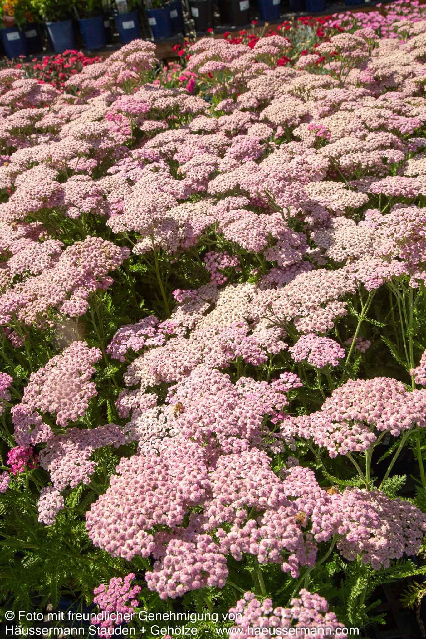 Vielblättrige Garbe 'Pink Grapefruit' (Achillea millef. TF)