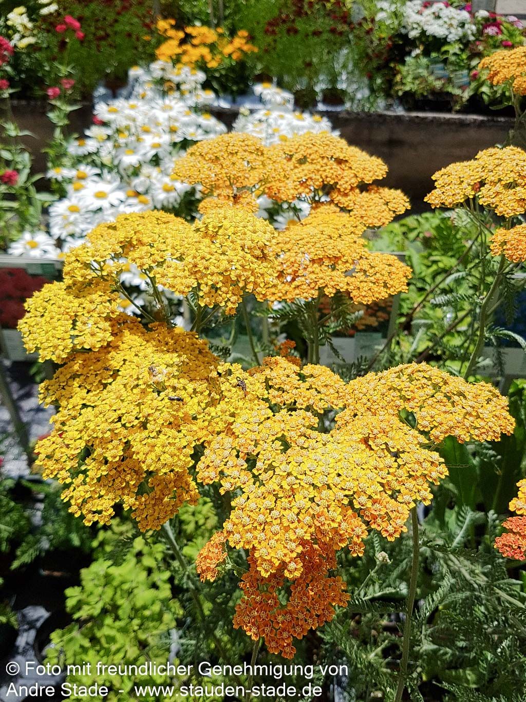 Vielblättrige Garbe 'Terracotta' (Achillea millefolium)