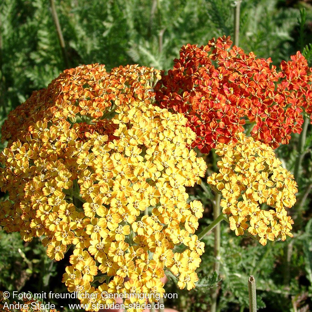 Vielblättrige Garbe 'Terracotta' (Achillea millefolium)