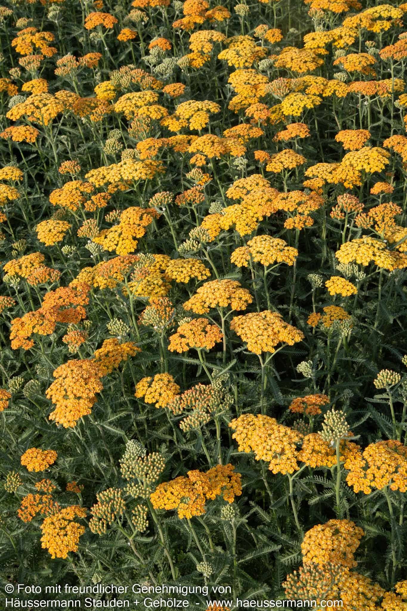 Vielblättrige Garbe 'Terracotta' (Achillea millefolium)