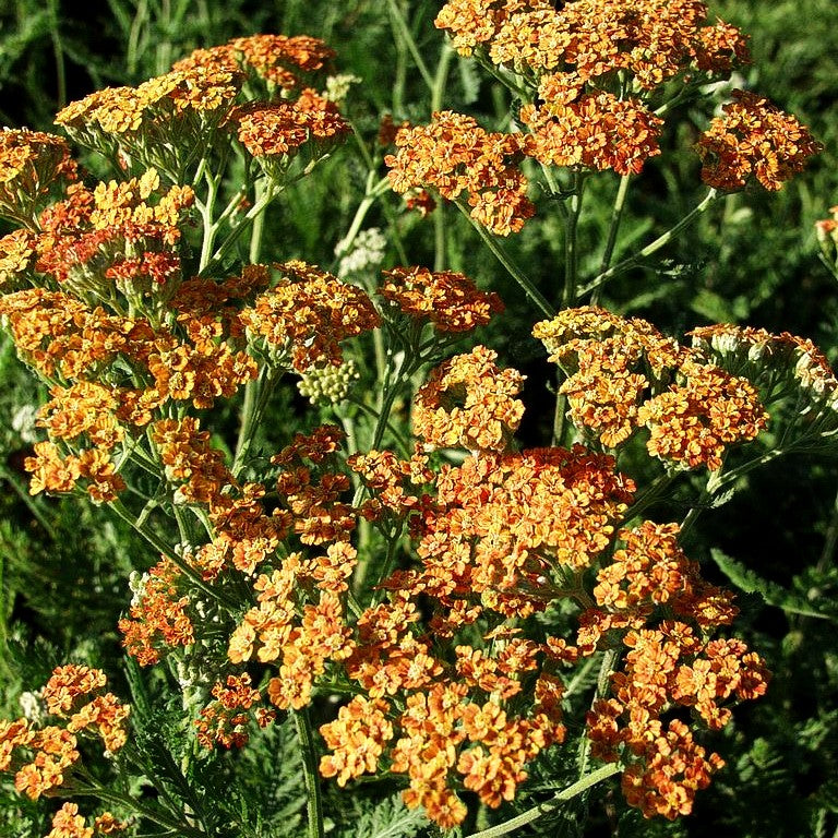 Vielblättrige Garbe 'Terracotta' (Achillea millefolium)