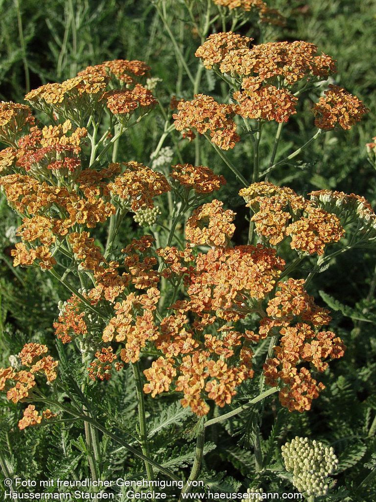 Vielblättrige Garbe 'Terracotta' (Achillea millefolium)