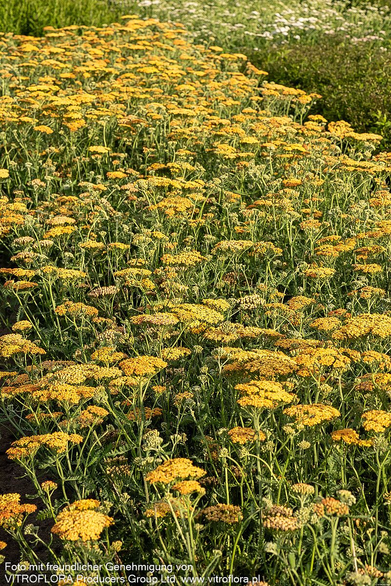 Vielblättrige Garbe 'Terracotta' (Achillea millefolium)