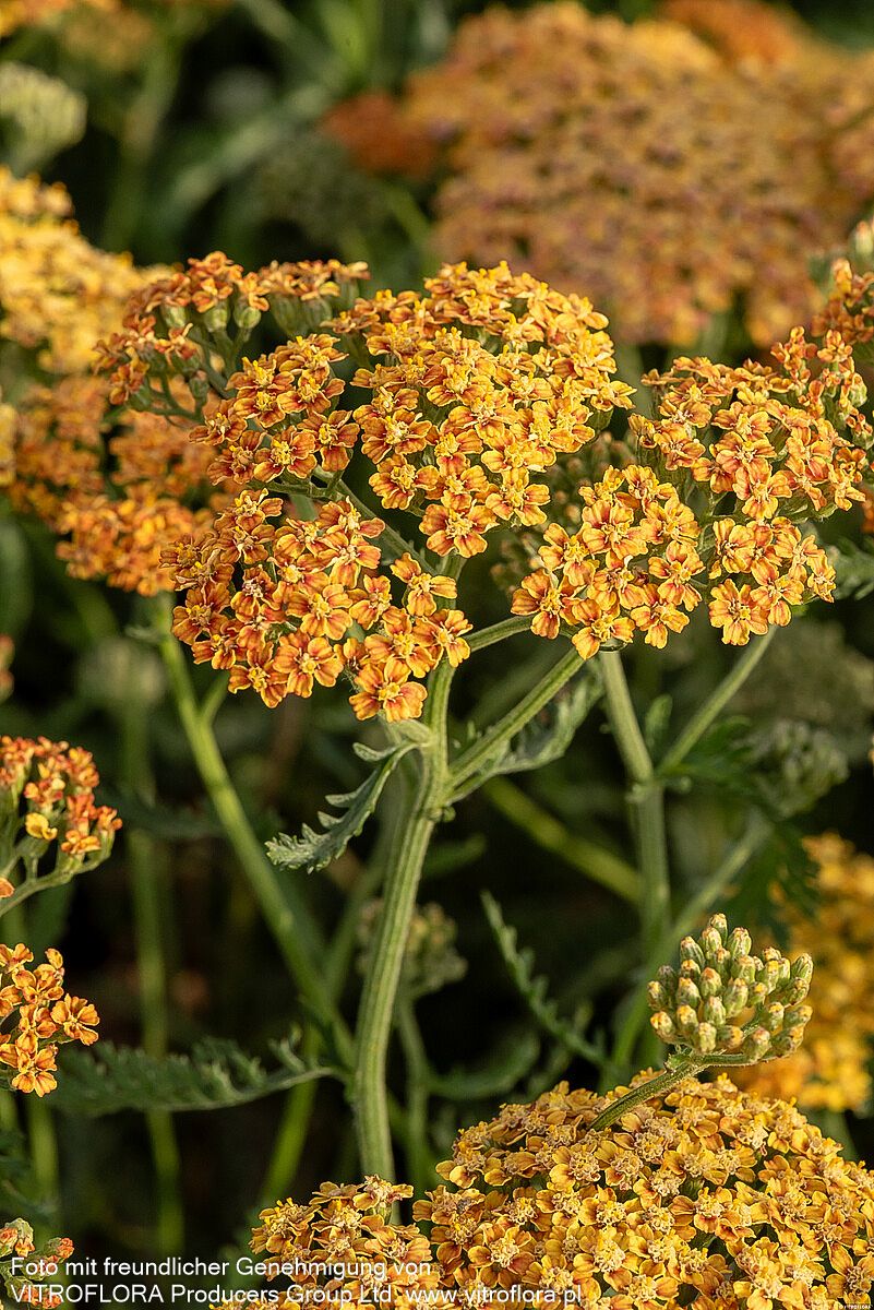 Vielblättrige Garbe 'Terracotta' (Achillea millefolium)