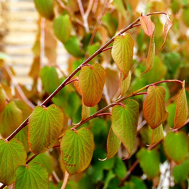 Vierspornbaum (Tetracentron sinense)