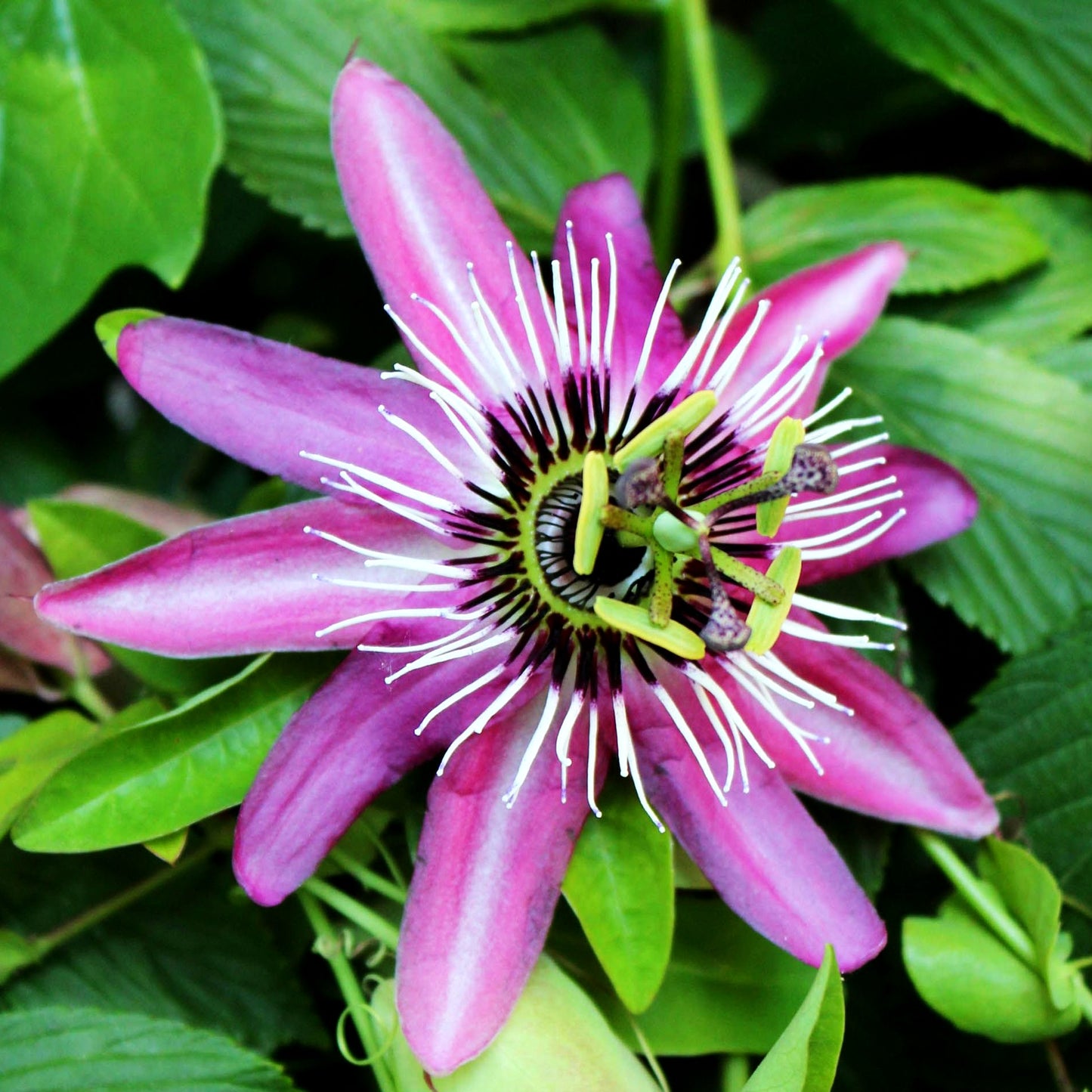 Violettblaue Passionsblume 'Lavender Lady' (Passiflora caerulea)