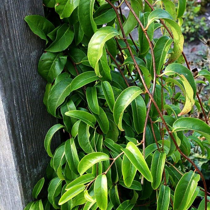Vitalbeere ® (Schisandra chinensis)