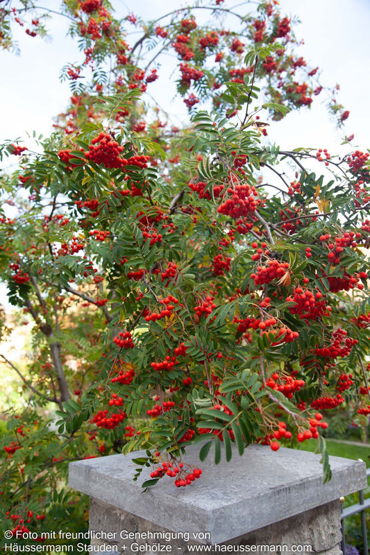 Vogelbeere (Sorbus aucuparia)