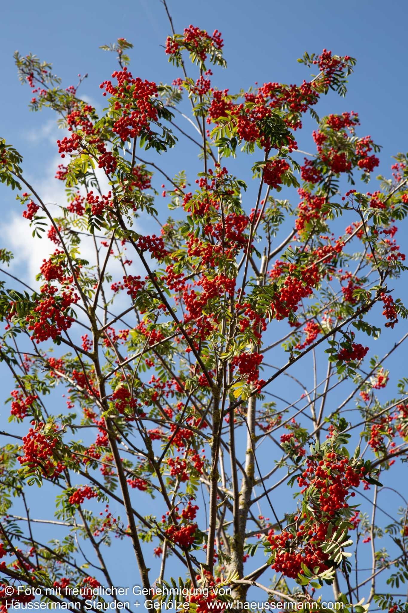 Vogelbeere (Sorbus aucuparia)