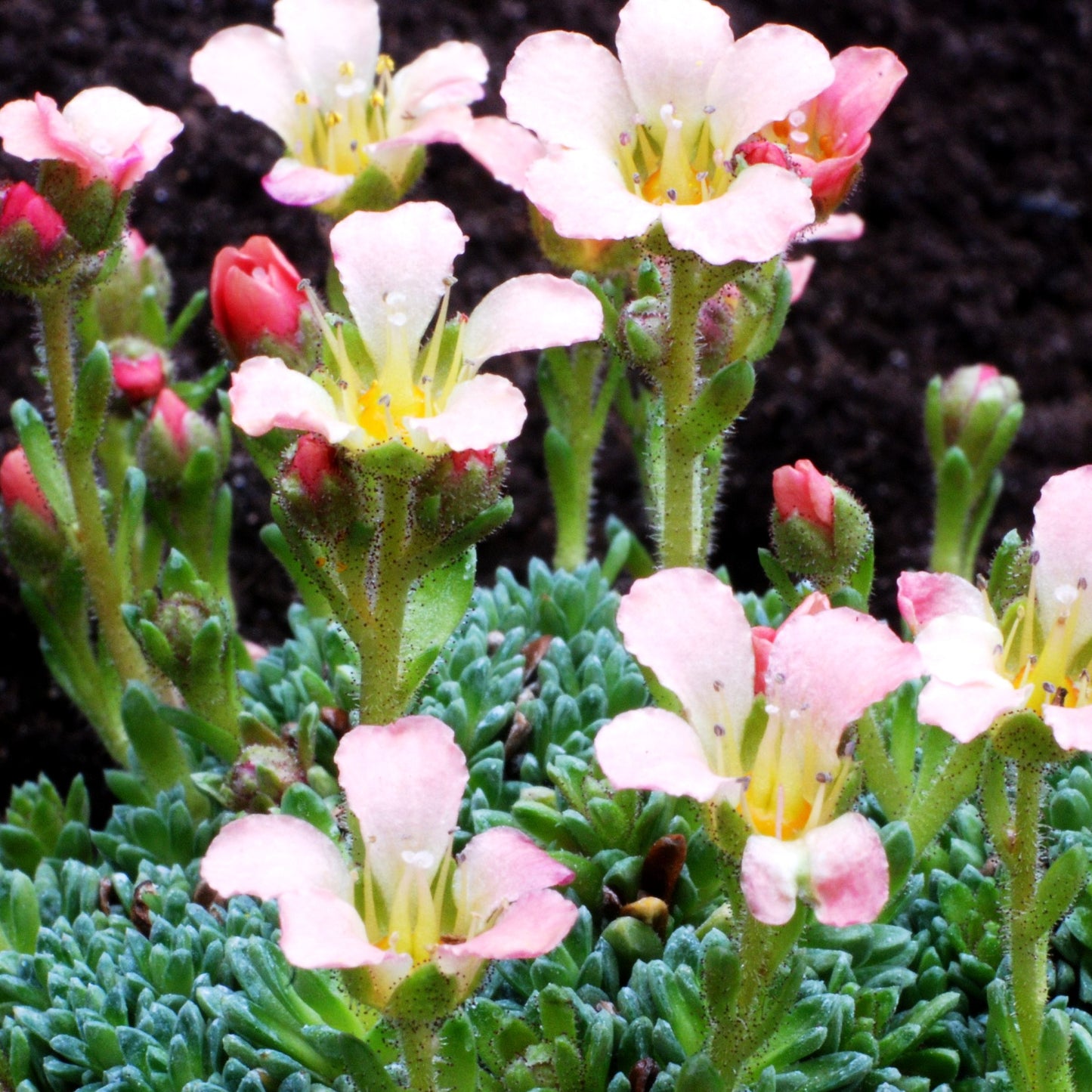 Vorfrühlings-Steinbrech 'Bohemia' (Saxifraga x cult.)