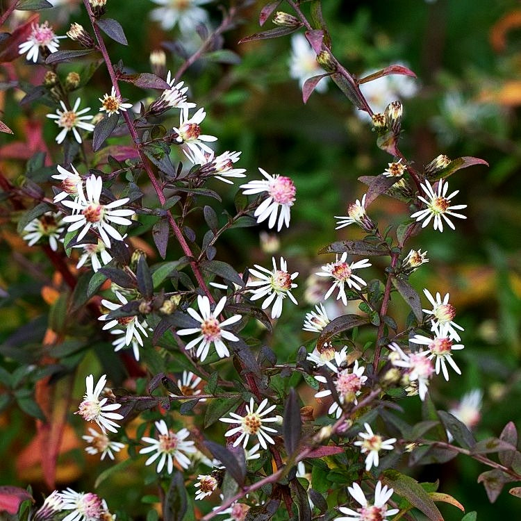 Waagerechte Aster 'Lady in Black' (Aster lateriflorus horiz.)