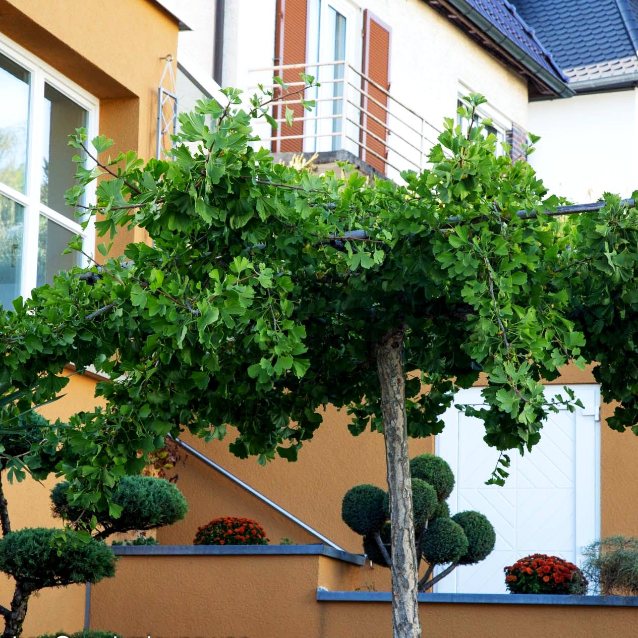 Waagerechter Fächerblattbaum 'Horizontalis' (Ginkgo biloba)