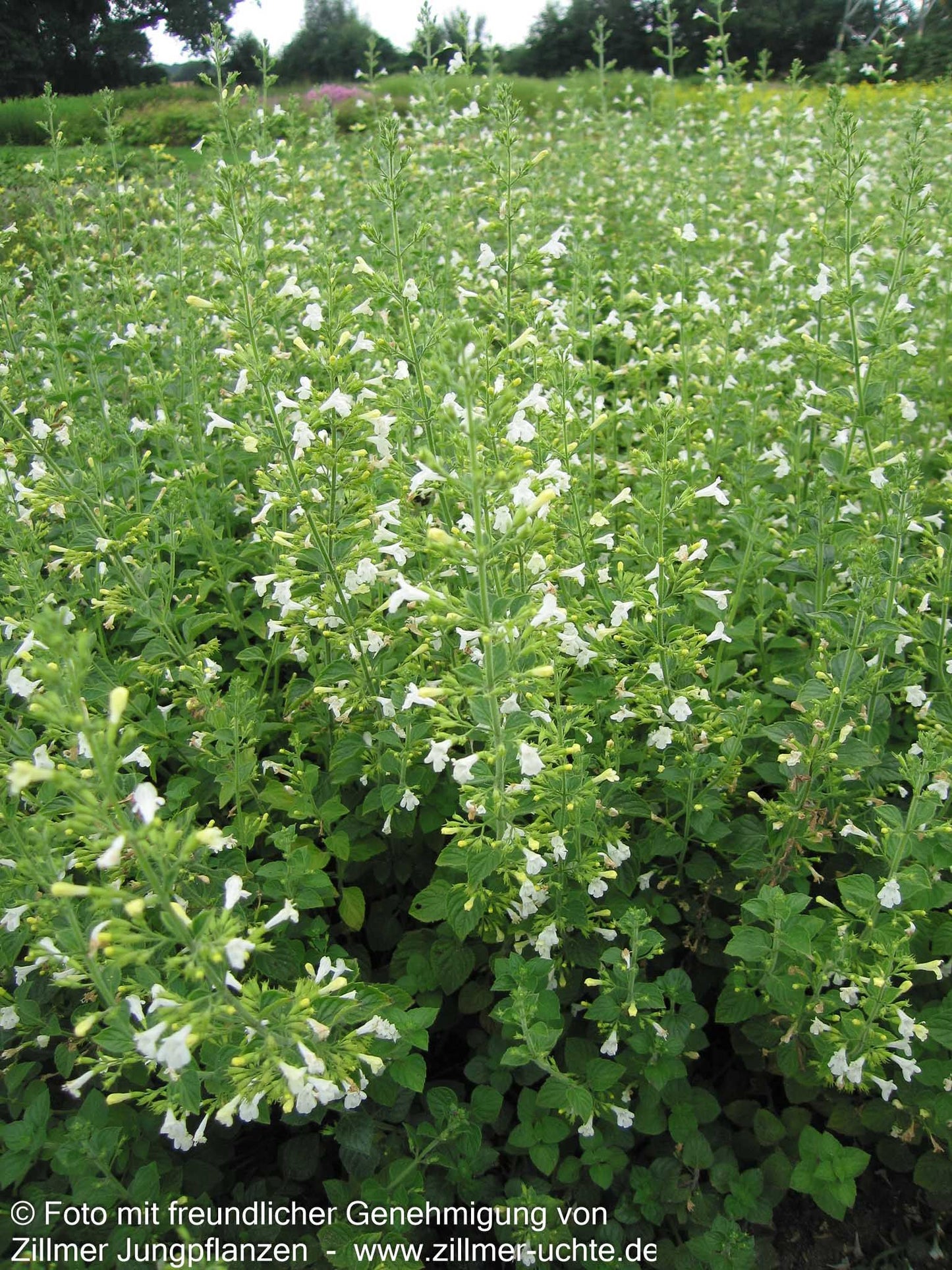 Wald-Bergminze 'Menthe' (Calamintha menthifolia)