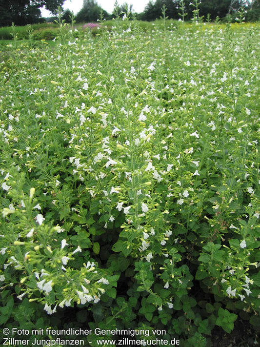 Wald-Bergminze 'Menthe' (Calamintha menthifolia)