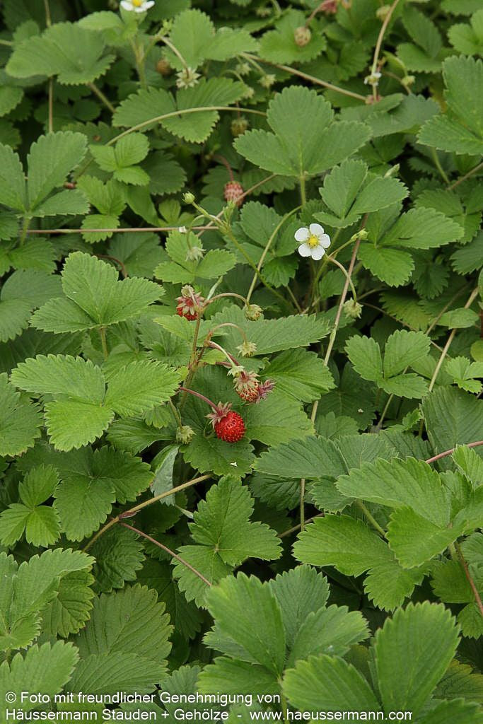 Wald-Erdbeere (Fragaria vesca var.vesca)