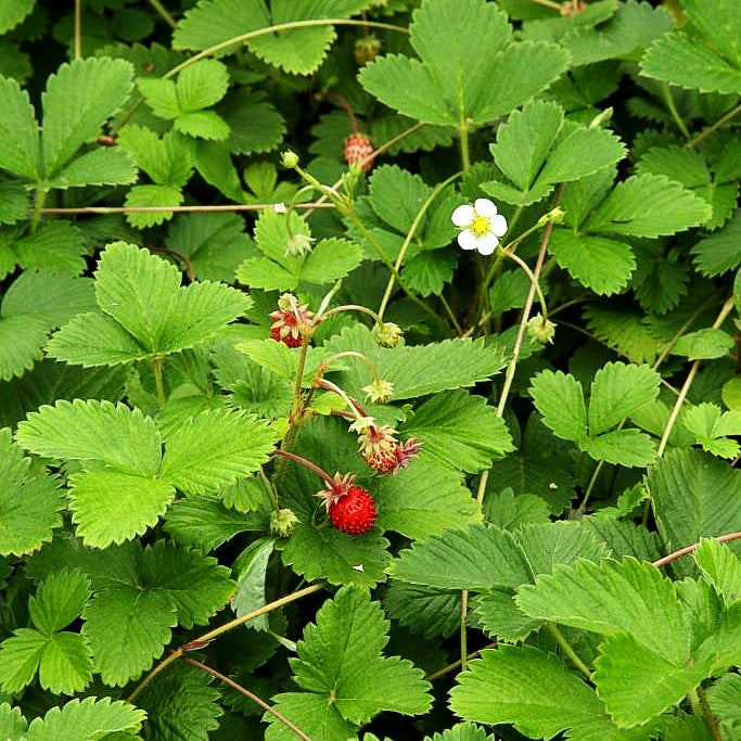 Wald-Erdbeere (Fragaria vesca var.vesca)